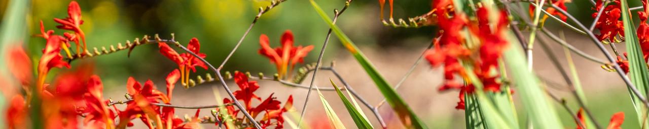 Campus beauty shot of red flowers